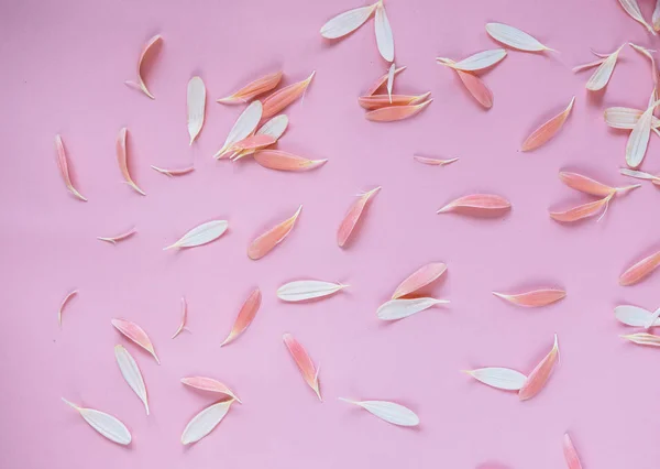 Patrón Con Composición Pétalos Colores Sobre Fondo Rosa Concepto Aniversario — Foto de Stock