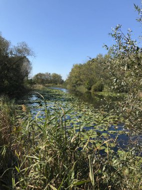 Ekim 2018, Türkiye nin ikinci en büyük tatlı su bataklık orman: Acarlar, Sakarya, Türkiye