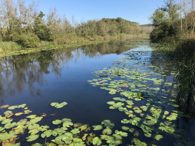 Ekim 2018, Türkiye nin ikinci en büyük tatlı su bataklık orman: Acarlar, Sakarya, Türkiye