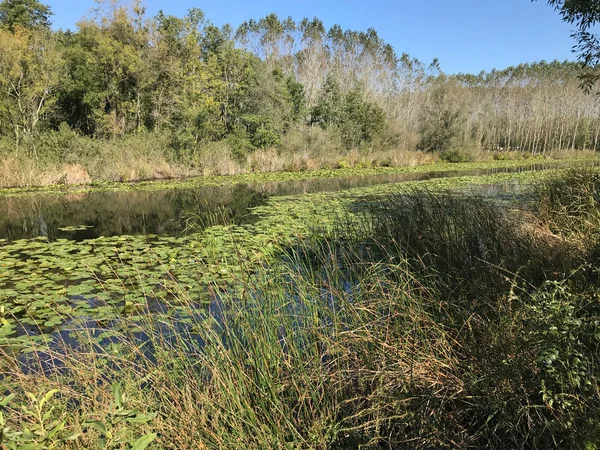 Octubre 2018 Segundo Bosque Pantanos Agua Dulce Más Grande Turquía —  Fotos de Stock