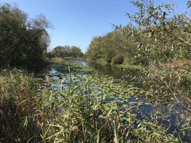Ekim 2018, Türkiye nin ikinci en büyük tatlı su bataklık orman: Acarlar, Sakarya, Türkiye