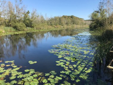 Ekim 2018, Türkiye nin ikinci en büyük tatlı su bataklık orman: Acarlar, Sakarya, Türkiye