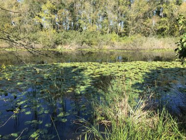 Ekim 2018, Türkiye nin ikinci en büyük tatlı su bataklık orman: Acarlar, Sakarya, Türkiye