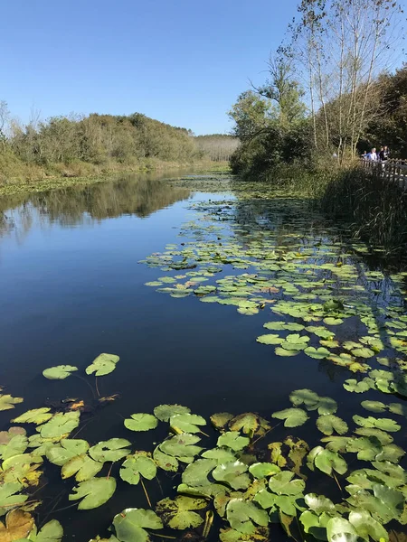 Octobre 2018 Deuxième Grande Forêt Marécageuse Eau Douce Turquie Acarlar — Photo