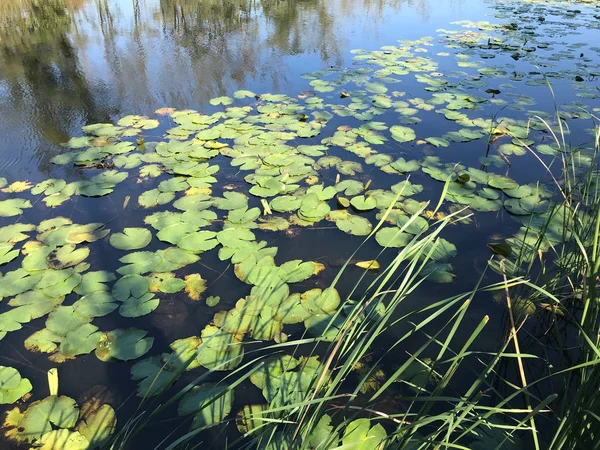 Octobre 2018 Deuxième Grande Forêt Marécageuse Eau Douce Turquie Acarlar — Photo