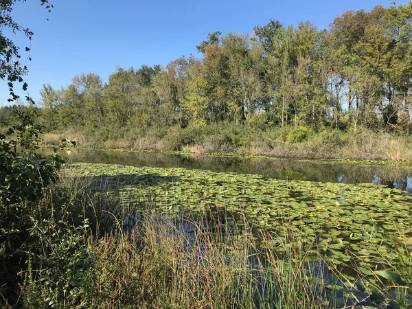 Octobre 2018 Deuxième Grande Forêt Marécageuse Eau Douce Turquie Acarlar — Photo