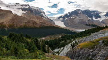 View of the Athabasca glacier from Wilcox peak trail and forefront forest and mountains in Jasper National Park, Alberta, Canada. clipart