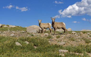 Dağ keçileri; Mount Evans, Co