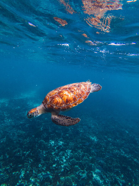 Turtle underwater Royalty Free Stock Images