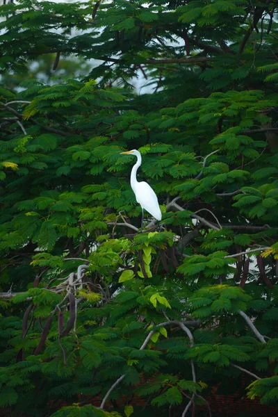 Uma garça na árvore — Fotografia de Stock