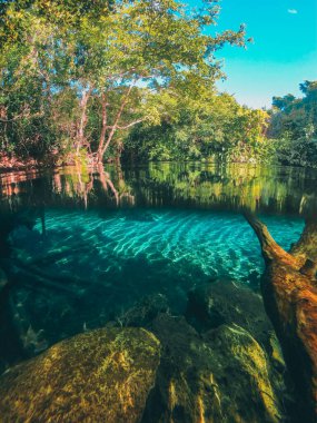 Ormanın ortasında doğal su.