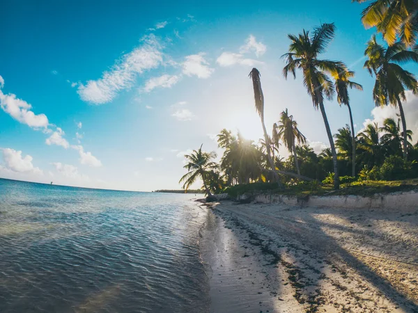 Palmeras Caribeñas Playa Con Agua Azul — Foto de Stock