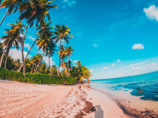 Palmeras Caribeñas Playa Con Agua Azul — Foto de Stock