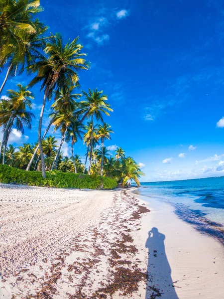 Palmeras Caribeñas Playa — Foto de Stock
