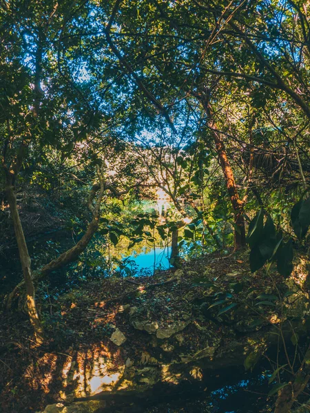 Природная Вода Середине Леса — стоковое фото