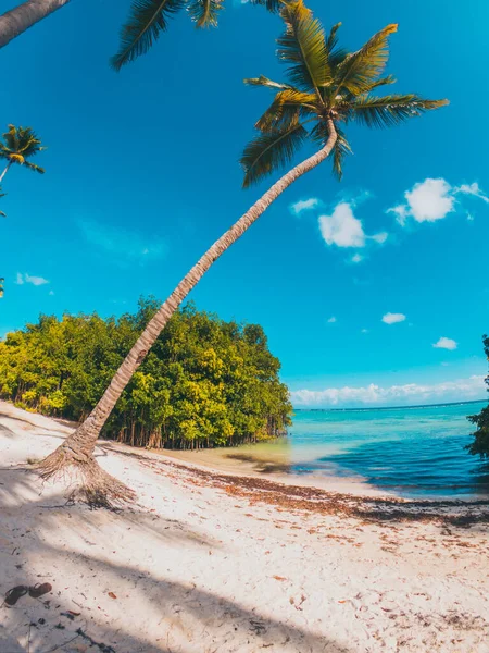 Palmeras Caribeñas Playa Con Agua Azul — Foto de Stock