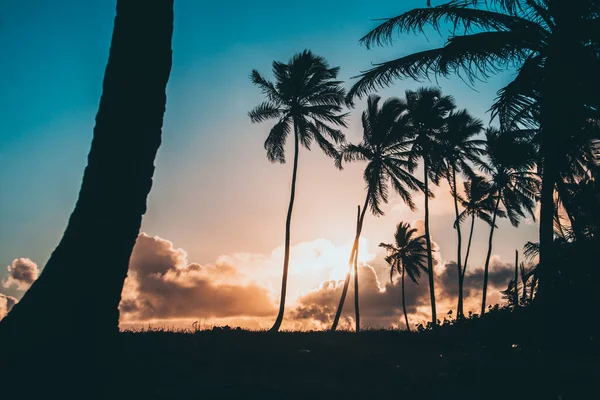 Gündoğumu palmiyeleri ve bulutları