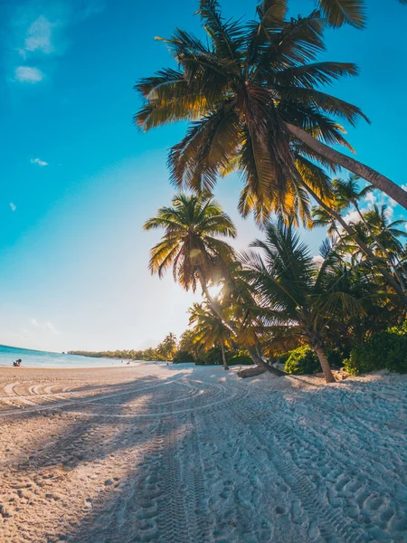 Palma Caribe Con Cielo Azul Paraíso Agua Cristalina Tropical Con — Foto de Stock