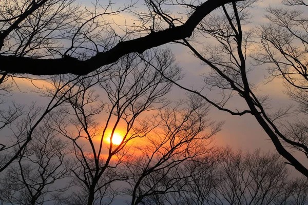 色鮮やかな夕焼けを背景に枝のシルエット — ストック写真