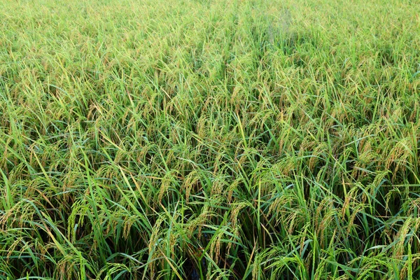 Paddy Field Kota Belud Sabah Malásia Oriental Bornéu — Fotografia de Stock