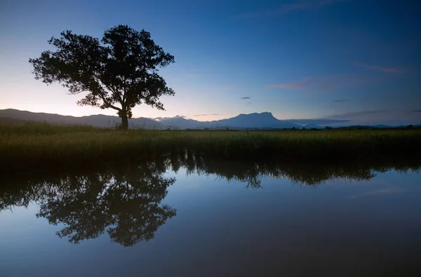 Reflection Single Tree Mount Kinabalu Background Kota Belud Sabah Borneo — Stock Photo, Image