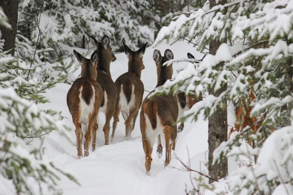 Group Deer Standing Forest — Stock Photo, Image