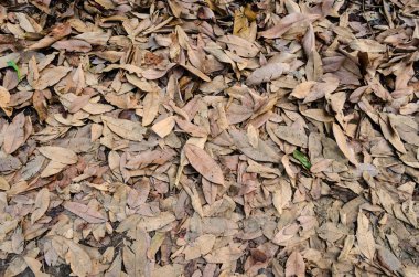 zemin katta kurutulmuş düşen yapraklar dolu arka plan