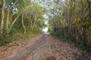 ağaçlar ve yeşil bitki örtüsü yanında sahile gelen kir yolu. Diğer tarafta ahşap çit
