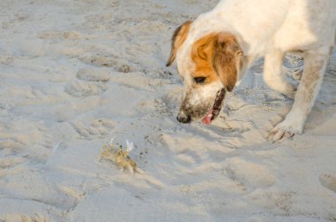dog playing with crab in the sand on the beach clipart