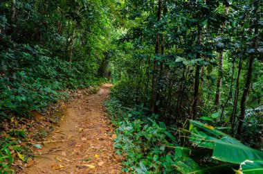 ormana küçük bir toprak yolu. Yoğun bitki örtüsü