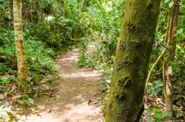 arka planda yosun ile kaplı ağaç gövde ve alt yoğun bitki ortasında toprak küçük bir iz.
