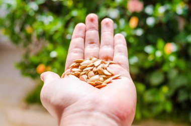 bulanık yeşil yaprakların bir arka plan üzerinde güneş üzerinde bir el kabak çekirdeği