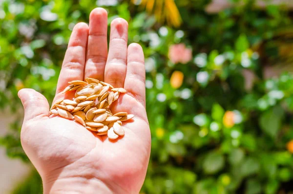 pumpkin seeds on a hand over the sun on a background of blurred green leaves