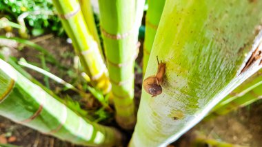 bir üst viw bir ev bahçesinde yeşil palmiye ağacı gövde tırmanma küçük salyangoz