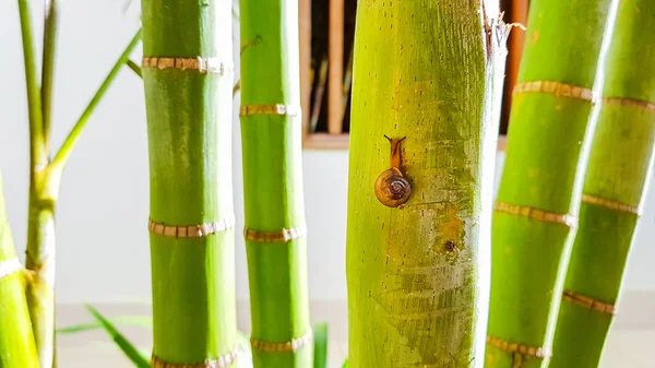 Liten Snigel Klättring Grön Palm Trädstam Hem Trädgård — Stockfoto