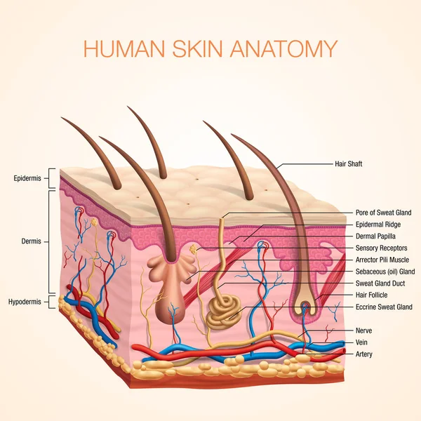 動脈髪汗腺表皮真皮と皮下静脈の部分と人間の体の皮膚解剖学ベクトルのイラスト — ストックベクタ