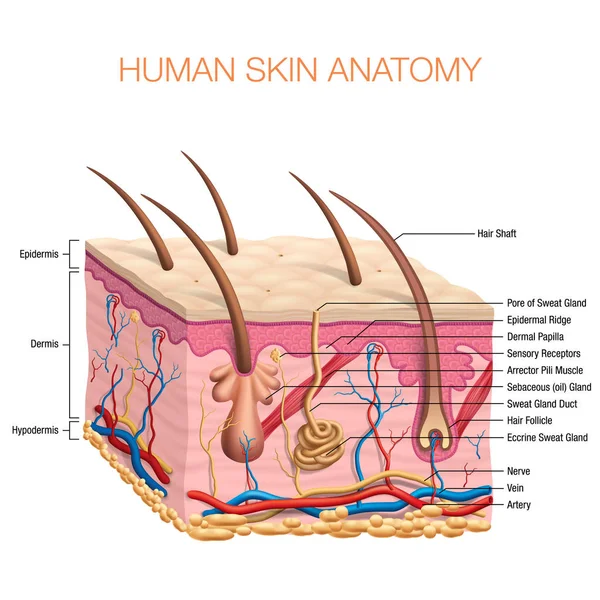 Ludzkiej Skóry Anatomia Wektor Ilustracja Białym Tle — Wektor stockowy