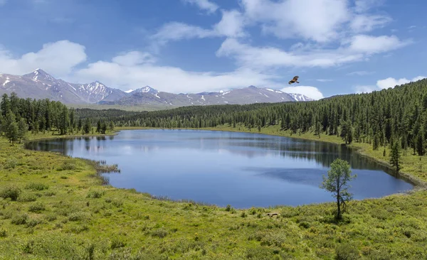Round lake in Gorny Altai, Russia. Landscape with a soaring bird