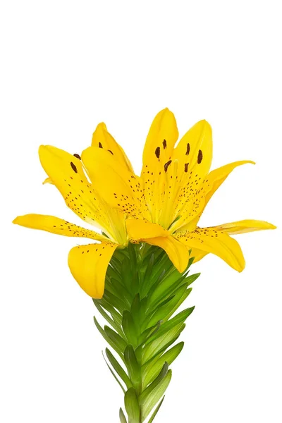 Yellow lily on white background