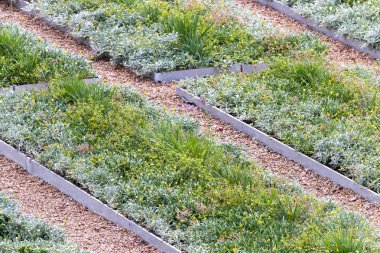 A yakın çekim bir ofis binası çatı çiçek yatak, satırlarından 