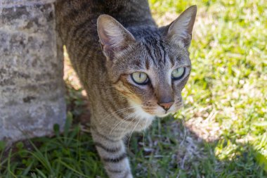 Bir kedi yürüyüş görünümü kadar yakın gölgede kalmaya çalışan bir beton piller geçti 
