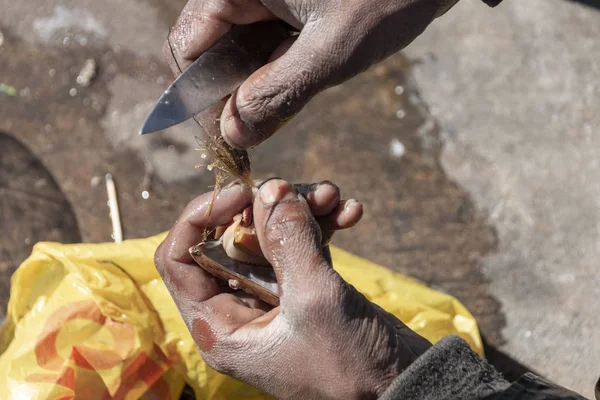 Midye ve sakal kabuğu beton zemin üzerinde küçük keskin bir bıçakla kaldırarak el görünümü kadar yakın 