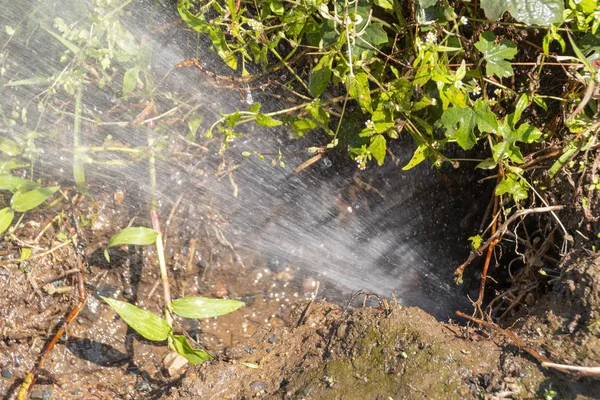 A Close up view of water spraying out a burst pipe under the ground in an outside garden