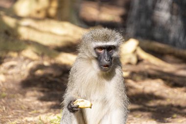 Görünümü açık bir bahçe ışığında bir parça bir elma yemek Güney Afrikalı vervet maymun kadar yakın 