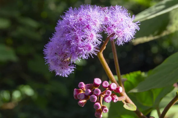 Крупный План Красивого Фиолетового Цветка Открытыми Цветками Одной Стороны Бутонами — стоковое фото