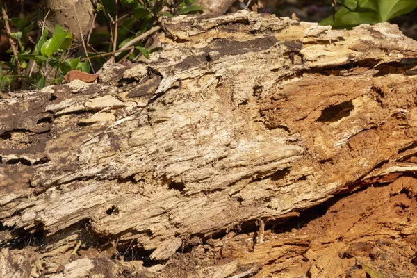 Una Vista Cerca Tronco Árbol Caído Que Murió Las Hormigas — Foto de Stock