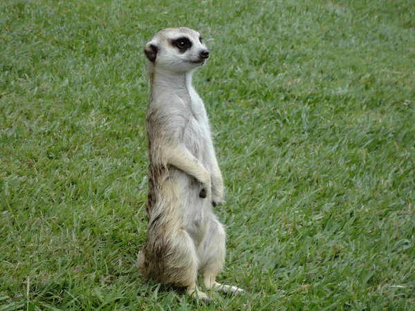 Close View Meerkat Standing Straight Looking Out Bush — Stock Photo, Image