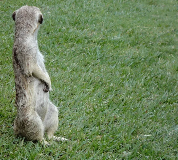 A close up view of a meerkat standing straight up looking the opposite way into the bush