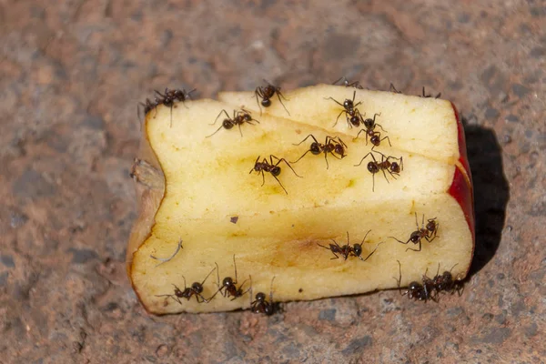 Vista Cerca Una Manzana Roja Cortada Que Come Con Hormigas —  Fotos de Stock