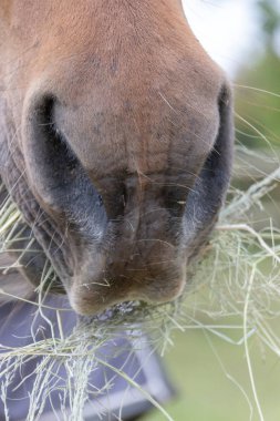 A close up front on view of a horses nose and mouth eatng dried hay clipart